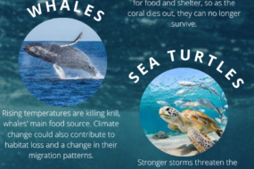 Marine Animals Impacted by Climate Change