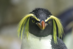 Combatting Climate Issues Facing the Macaroni Penguins