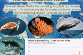 The Great Barrier Reef