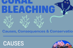 Coral Bleaching: Causes, Consequences & Conservation